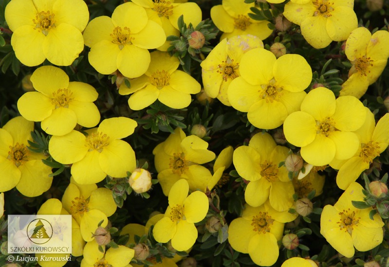 Potentilla fruticosa 'Kobold'